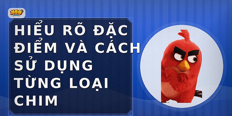 Hiểu rõ đặc điểm và cách sử dụng từng loại chim